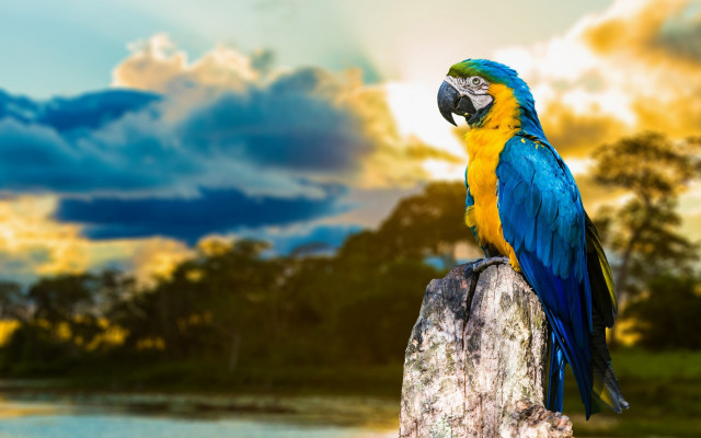 Blue yellow parrot rock lake free wallpaper for desktop - medium preview image