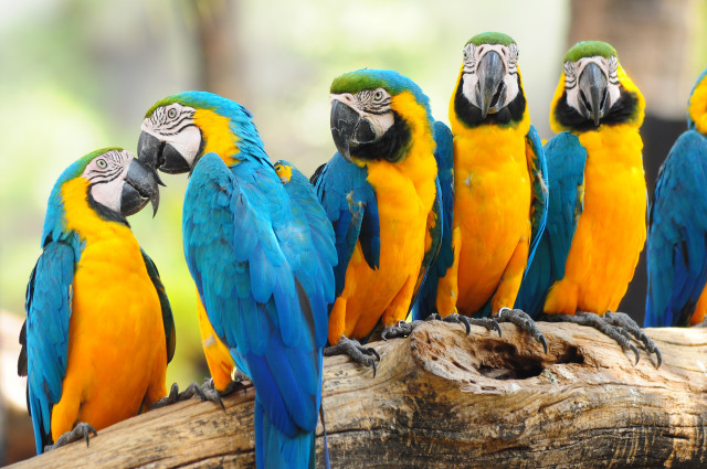 Colorful parrots tree branch zoo free wallpaper for desktop - medium preview image