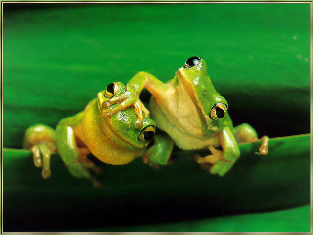 Two green frogs leaf water free wallpaper for desktop - medium preview image