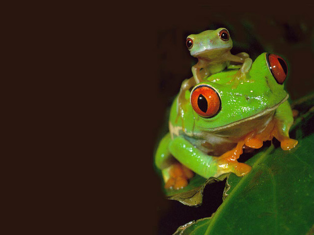 Green frog red eyes leaf free wallpaper for desktop - medium preview image