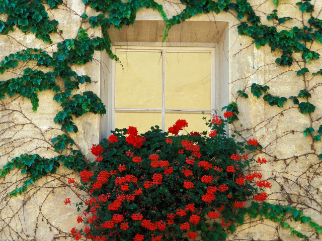 Window plant growing sill red free wallpaper for desktop - medium preview image