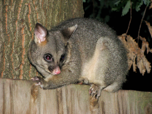 Small animal tree branch night #2 free wallpaper for desktop - medium preview image