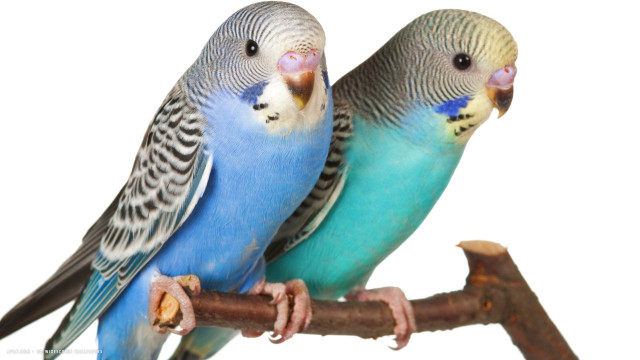 Blue yellow parakeets branch white free wallpaper for desktop - medium preview image