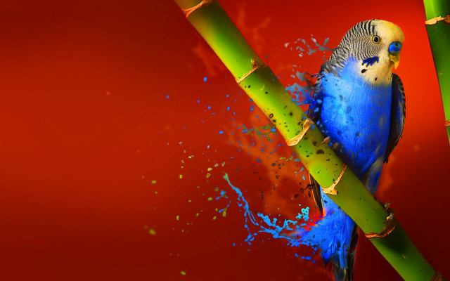Blue bird bamboo paint splatters free wallpaper for desktop - medium preview image