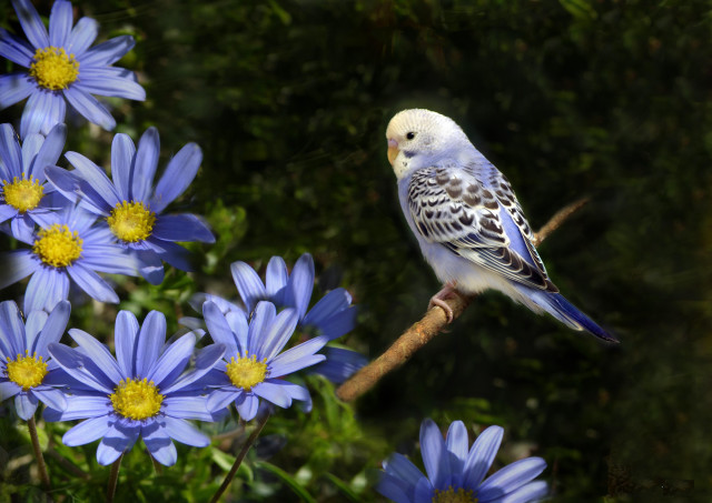 Bird blue flower branch blurry free wallpaper for desktop - medium preview image