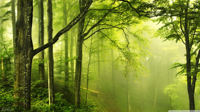 Forest dirt road trees background free wallpaper for desktop - medium preview image