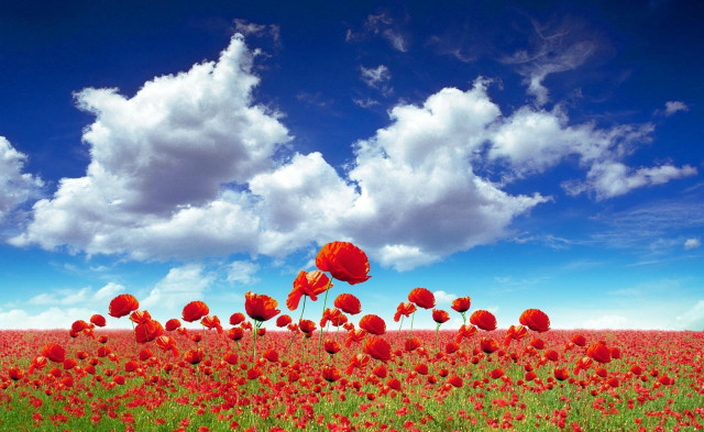Red flowers blue sky clouds #6 free wallpaper for desktop - medium preview image