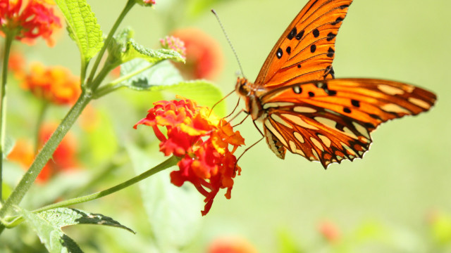 Butterfly flower grass camera lens free wallpaper for desktop - medium preview image