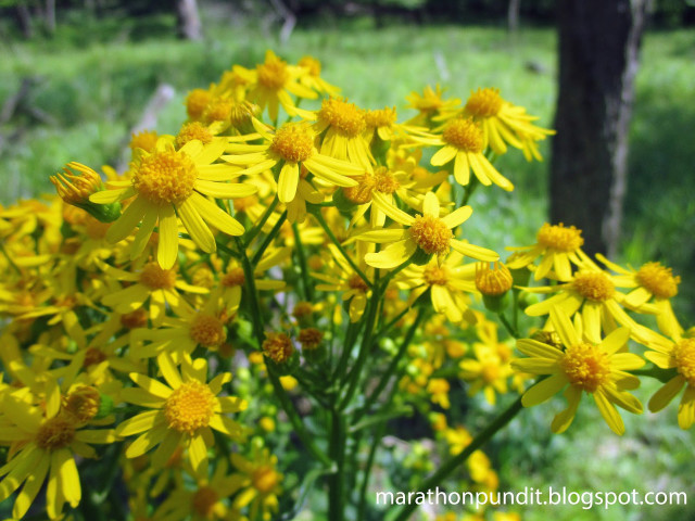 Yellow flowers field grass trees free wallpaper for desktop - medium preview image