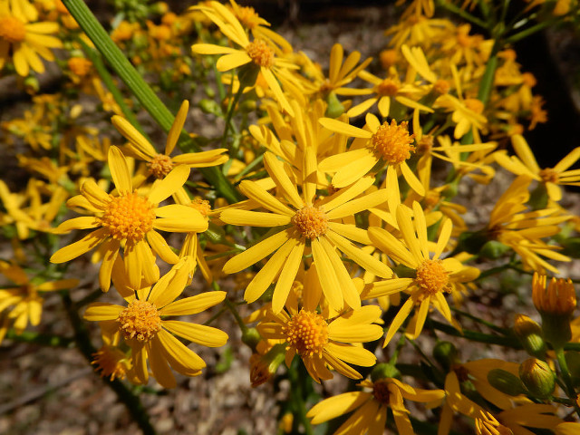 Yellow flowers growing dirt green free wallpaper for desktop - medium preview image