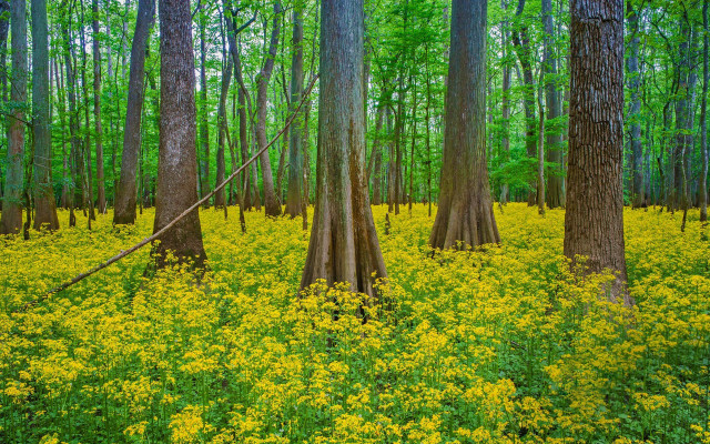 Forest yellowflowers greengrass nature scene free wallpaper for desktop - medium preview image
