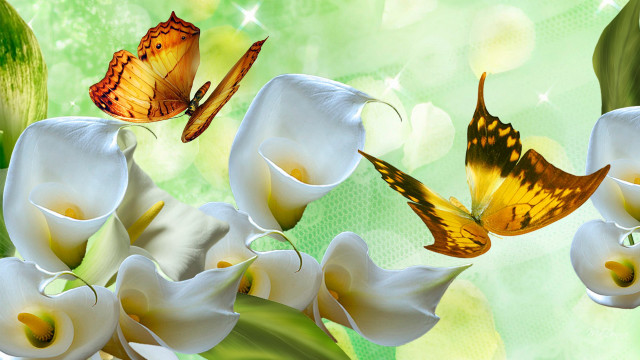 Butterflies flying white flowers green free wallpaper for desktop - medium preview image