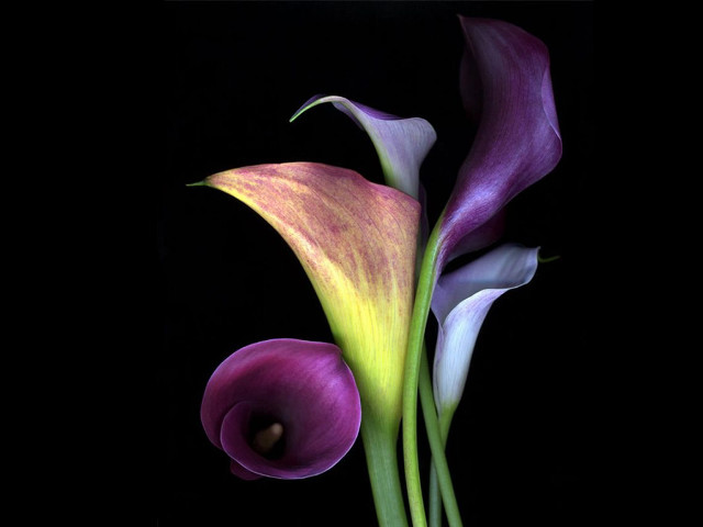 Purple yellow flower black background free wallpaper for desktop - medium preview image