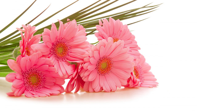 Pink flowers table palm leaf free wallpaper for desktop - medium preview image