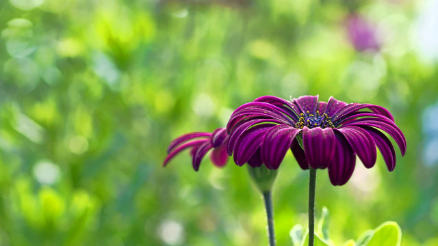 Purple flower green background blurry free wallpaper for desktop - medium preview image