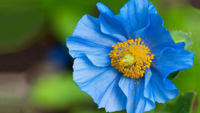 Blue flower yellow center garden free wallpaper for desktop - medium preview image
