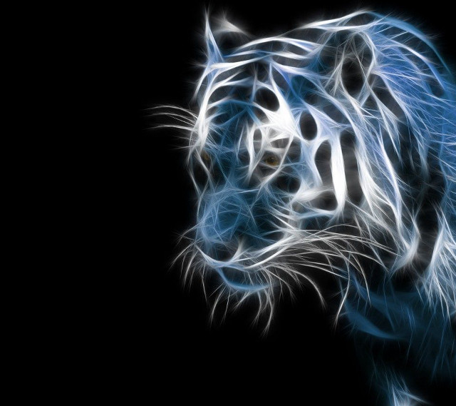 White tiger blue eyes black #2 free wallpaper for tablet - medium preview image