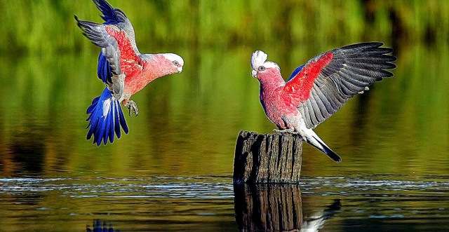 Two birds flying water wings #3 free wallpaper for desktop - medium preview image