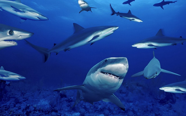 Sharks diver ocean swimming group free wallpaper for desktop - medium preview image