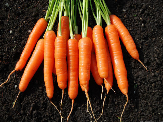 Carrots dirt field green tops free wallpaper for desktop - medium preview image