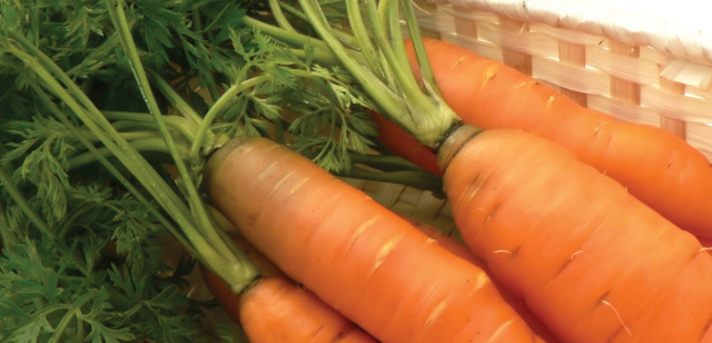 Carrots basket cloth nature outdoors free wallpaper for desktop - medium preview image