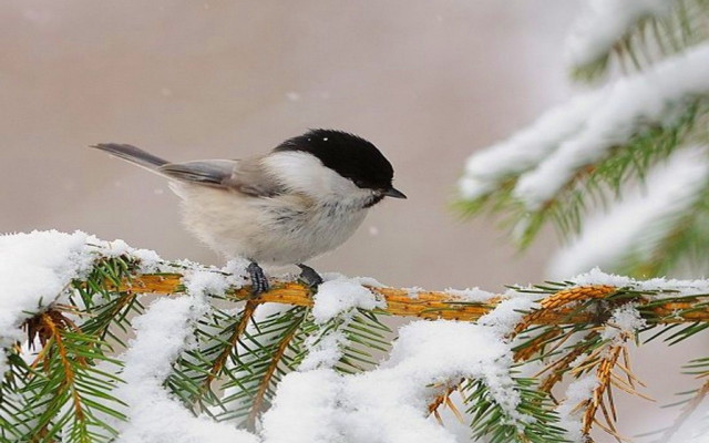 Snowy pine bird mountain landscape free wallpaper for desktop - medium preview image