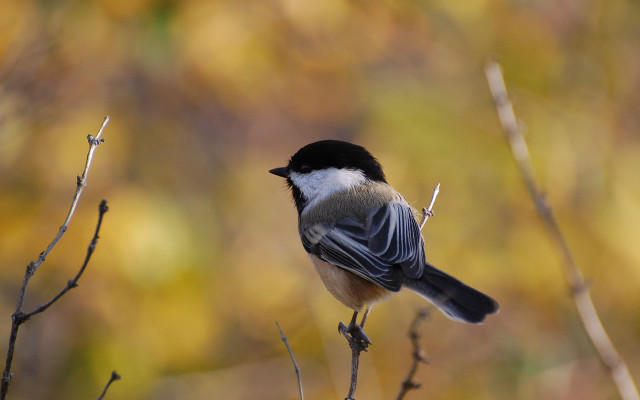 Bird branch yellow leaves tiltshift free wallpaper for desktop - medium preview image