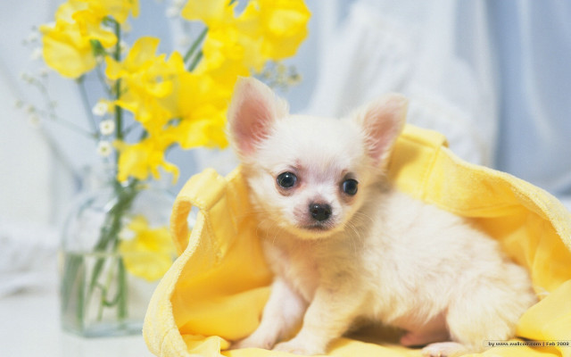 Small white dog yellow blanket free wallpaper for desktop - medium preview image