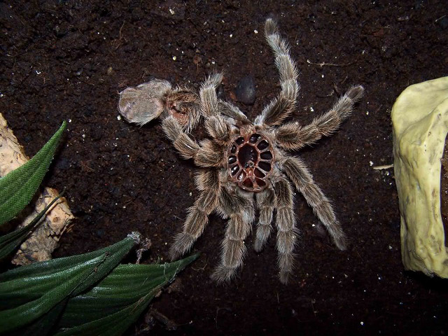 Large spider dirt ground plant free wallpaper for desktop - medium preview image