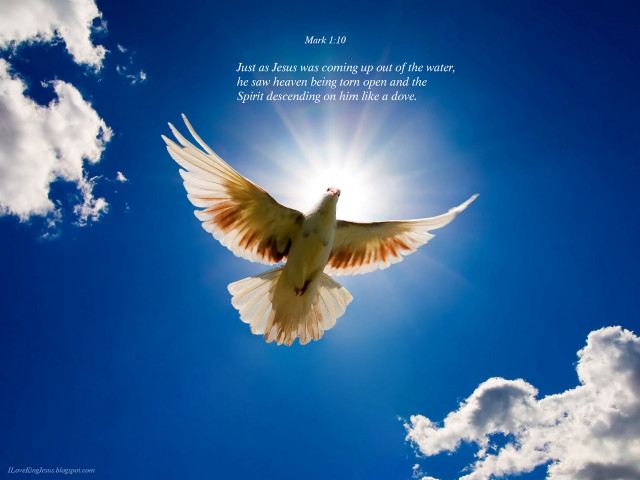 White dove bible verse sunny free wallpaper for desktop - medium preview image