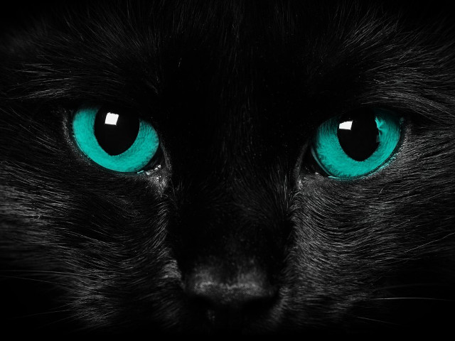 Black cat blue eyes camera #2 free wallpaper for desktop - medium preview image