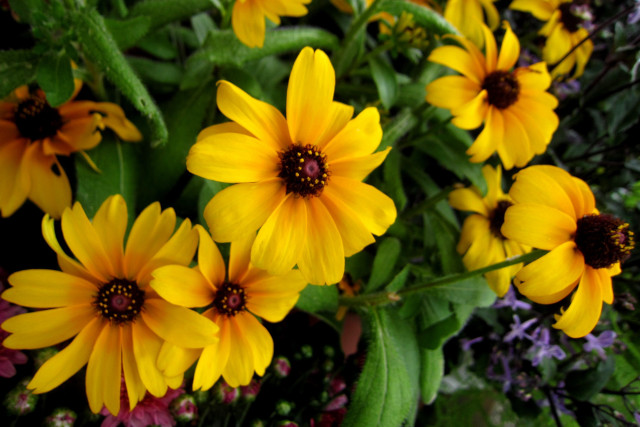 Yellow flowers bouquet vase table free wallpaper for desktop - medium preview image
