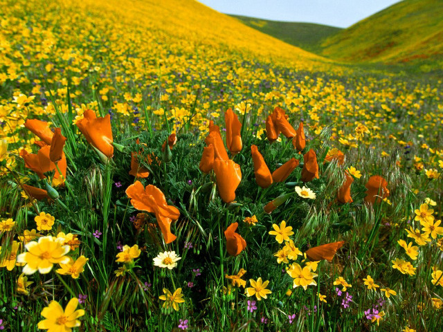 Yellow flower field hill blue free wallpaper for desktop - medium preview image