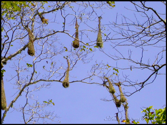 Birds hanging tree sky no free wallpaper for desktop - medium preview image