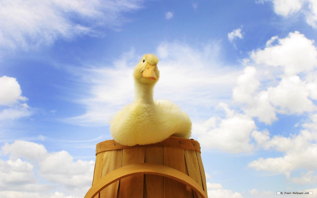 Ducky on barrel in sky free wallpaper for desktop - medium preview image
