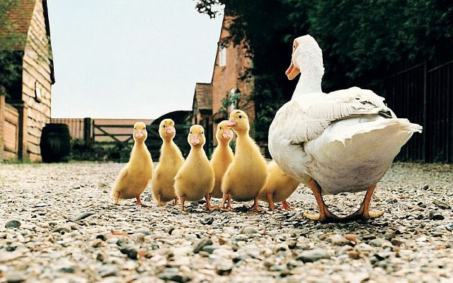 Ducks walking gravel field building free wallpaper for desktop - medium preview image