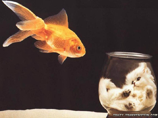 Goldfish bowl cat reflection water free wallpaper for desktop - medium preview image