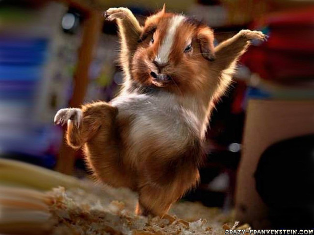 Small brown white dog hind #2 free wallpaper for desktop - medium preview image