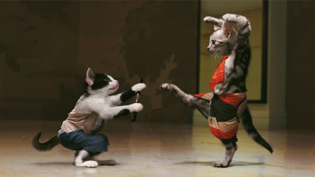 Cat kicking cat face fight free wallpaper for desktop - medium preview image