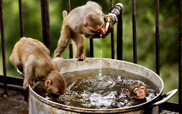 Monkey drinking water bucket lap free wallpaper for desktop - medium preview image