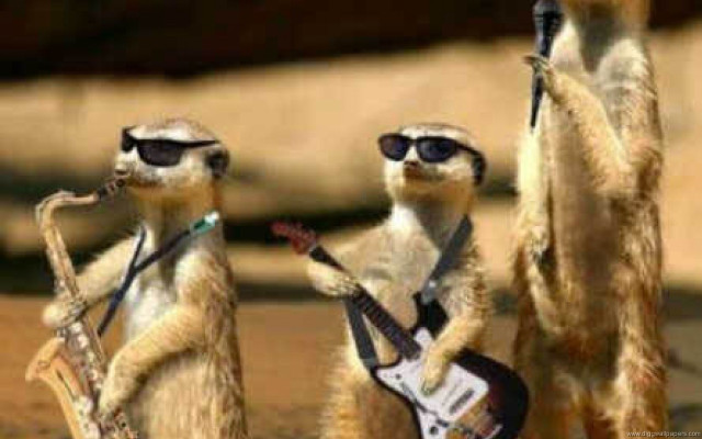 Meerkats playing music sunglasses guitar free wallpaper for desktop - medium preview image