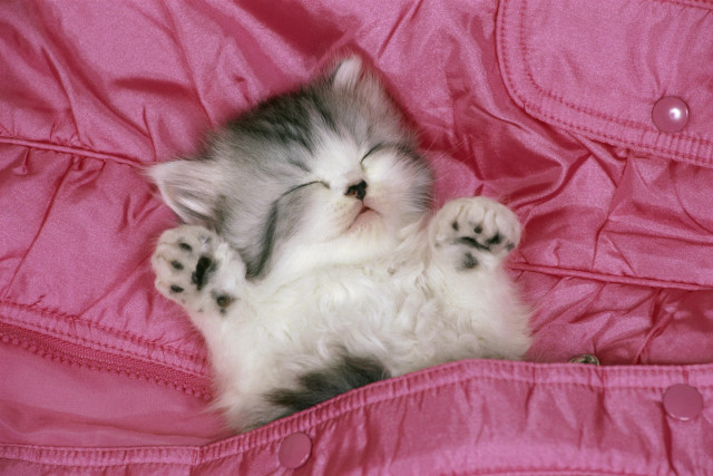 Kitten sleeping pink blanket eyes free wallpaper for desktop - medium preview image