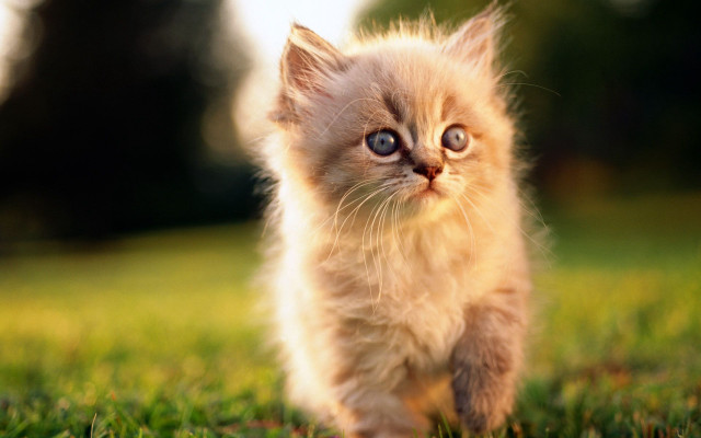 Small kitten green field blue free wallpaper for desktop - medium preview image