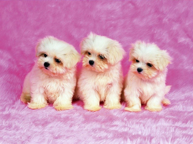 Three small white dogs pink free wallpaper for desktop - medium preview image