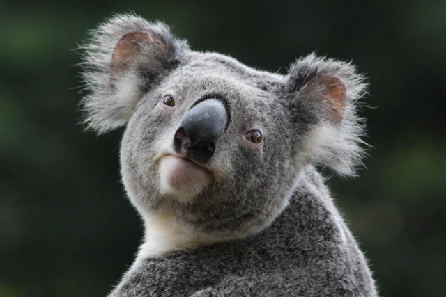 Koala smiling camera blurry background free wallpaper for desktop - medium preview image