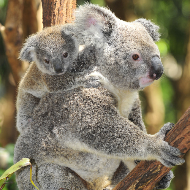 Koala bear cub tree branch free wallpaper for tablet - medium preview image