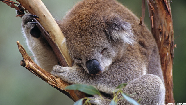 Koala sleeping tree branch head #2 free wallpaper for desktop - medium preview image