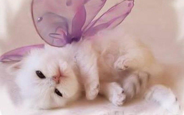 White kitten purple butterfly purple free wallpaper for desktop - medium preview image