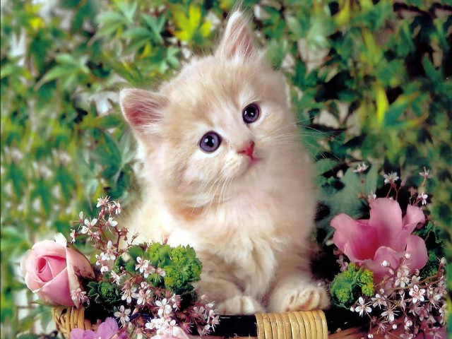Kitten basket flowers greenery wide #2 free wallpaper for desktop - medium preview image