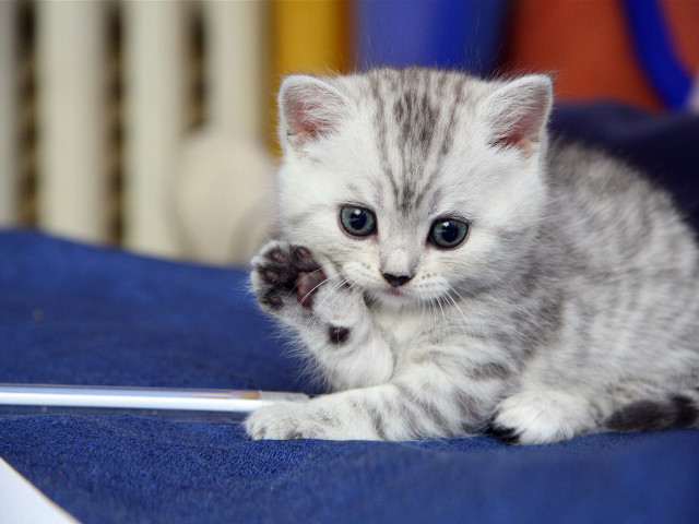 Kitten playing laptop mouse bed free wallpaper for desktop - medium preview image